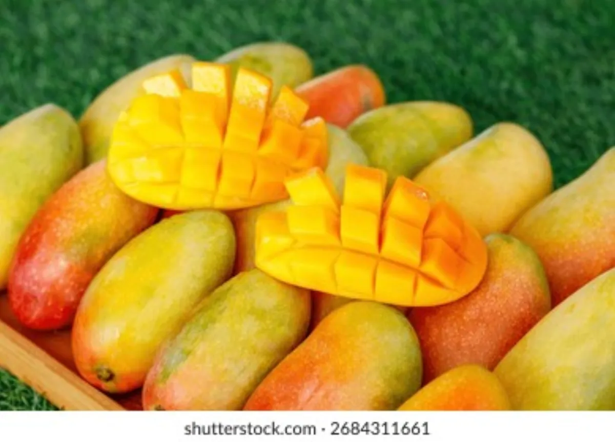 芒果视频 - 贵妃芒品种介绍视频缩略图