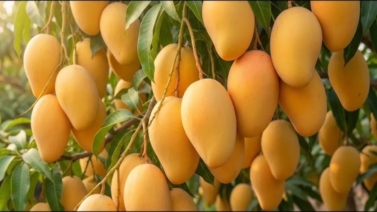 芒果视频 - 金煌芒品种介绍视频缩略图