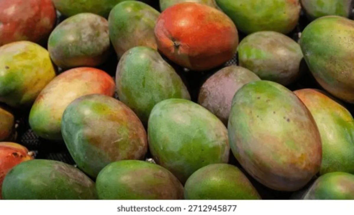 芒果视频 - 台农芒品种介绍视频缩略图